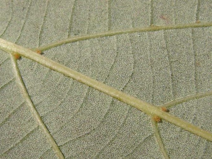 Tilia caroliniana subsp. heterophylla