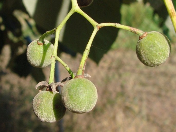 Tilia caroliniana subsp. heterophylla