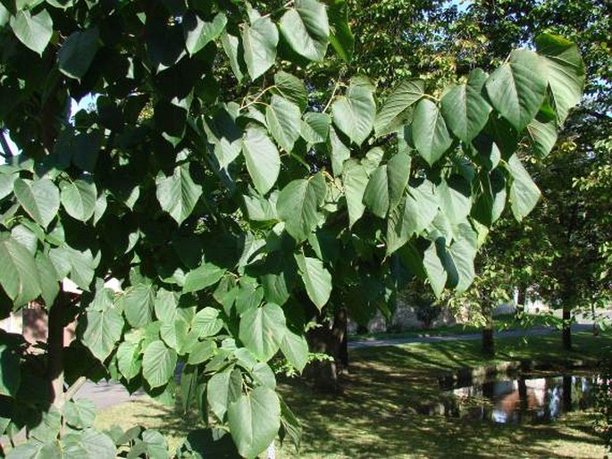 Tilia americana