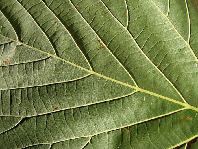 Tilia americana