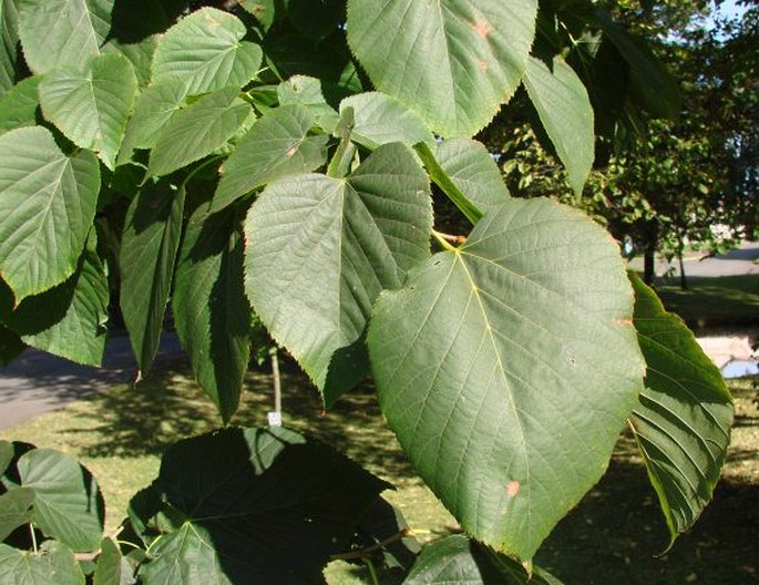 Tilia americana