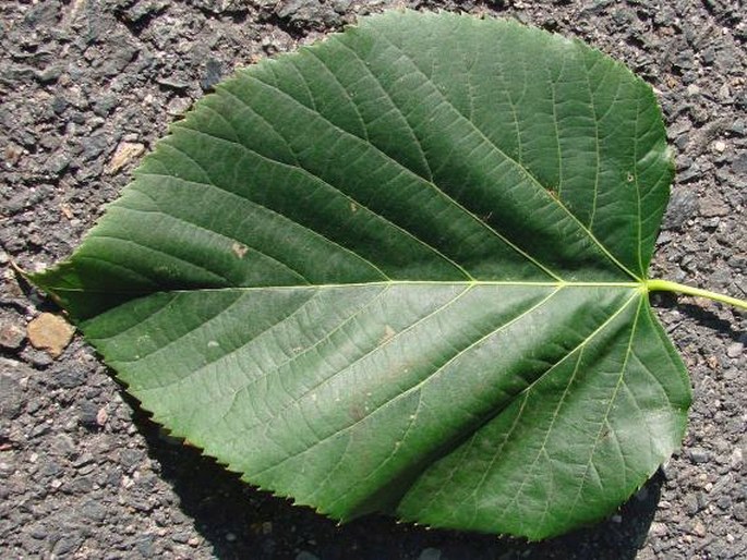 Tilia americana