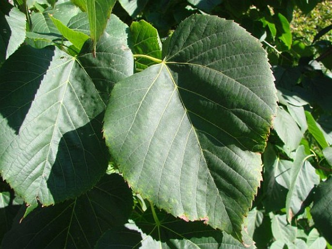 Tilia americana