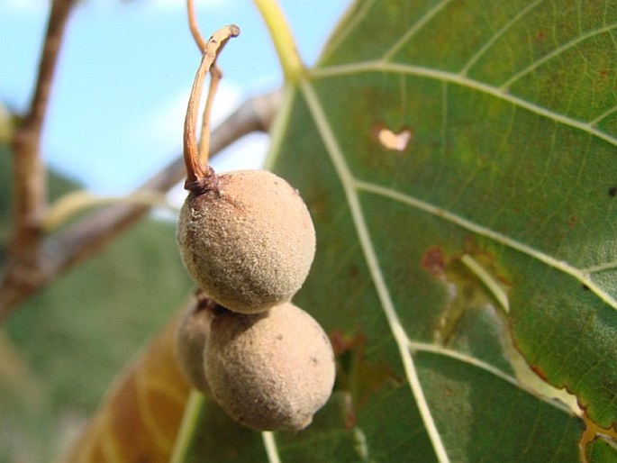 Tilia americana