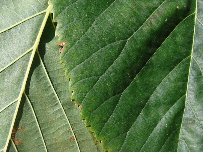 Tilia americana