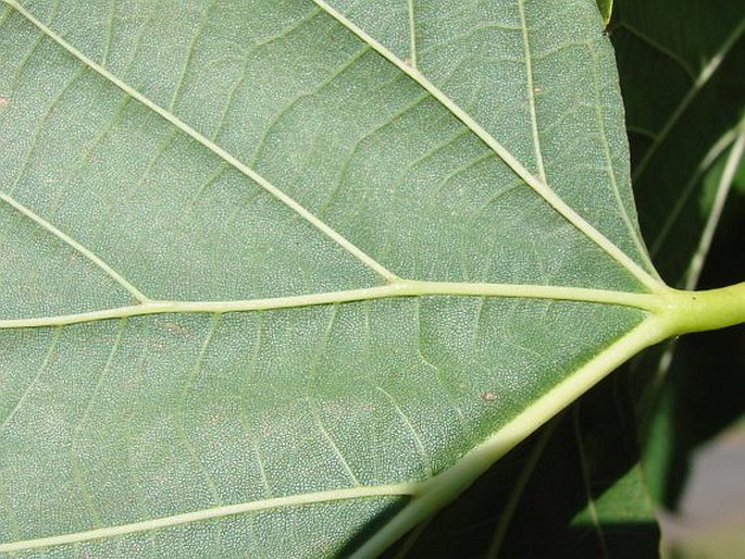 Tilia americana