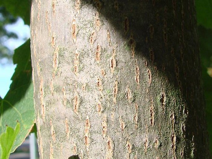 Tilia americana