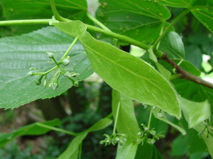 Tilia × flaccida