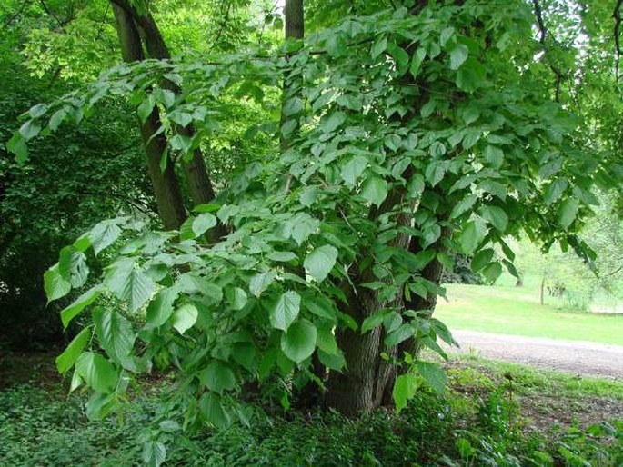 Tilia americana