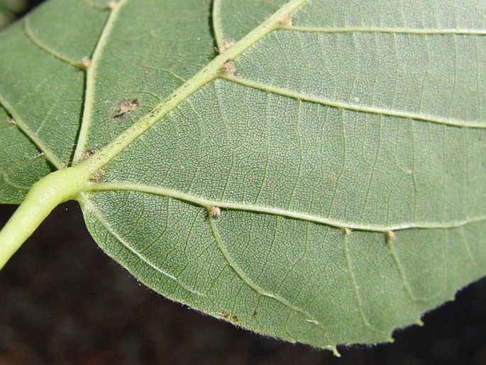 Tilia × flaccida