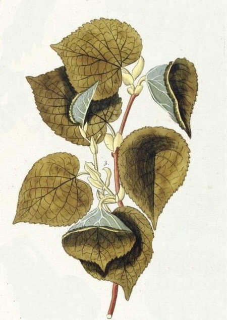 Tilia cucullata