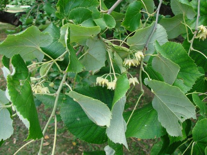 Tilia petiolaris