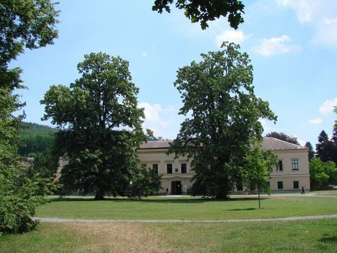 Tilia petiolaris