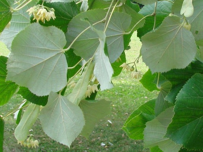 Tilia petiolaris