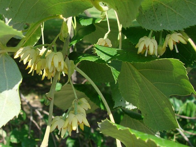 Tilia petiolaris