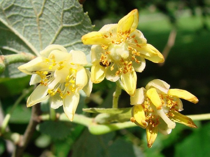 Tilia petiolaris