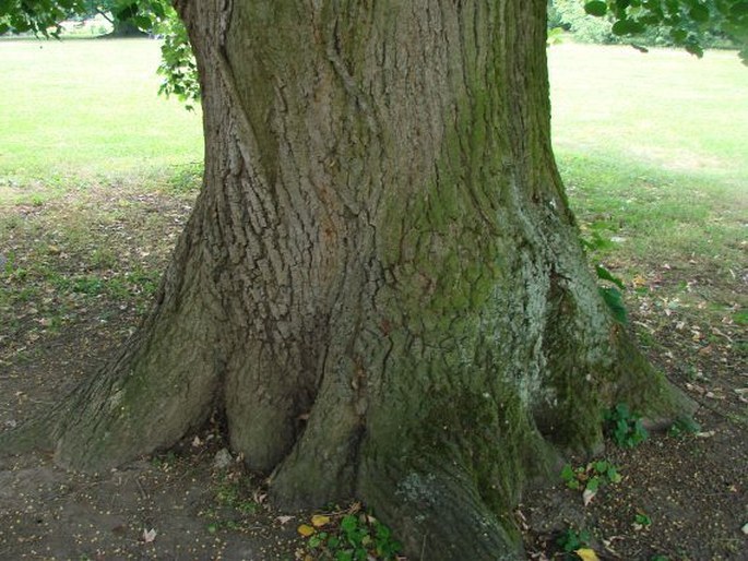 Tilia petiolaris