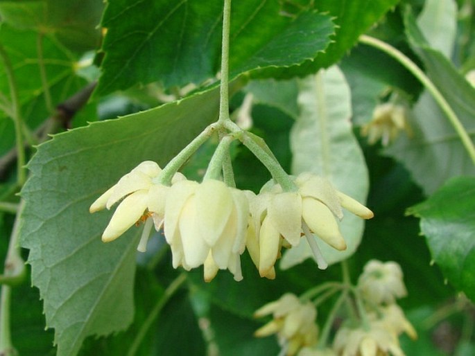 Tilia petiolaris