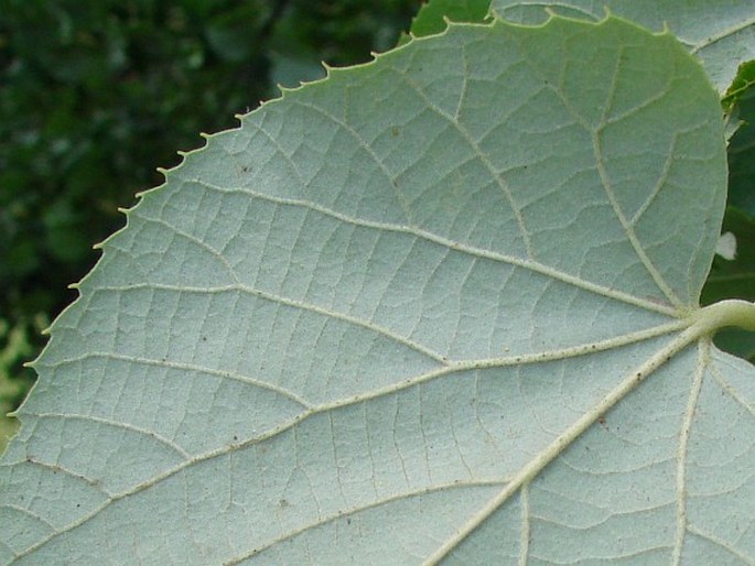 Tilia petiolaris