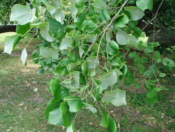 Tilia tomentosa ‘Petiolaris’