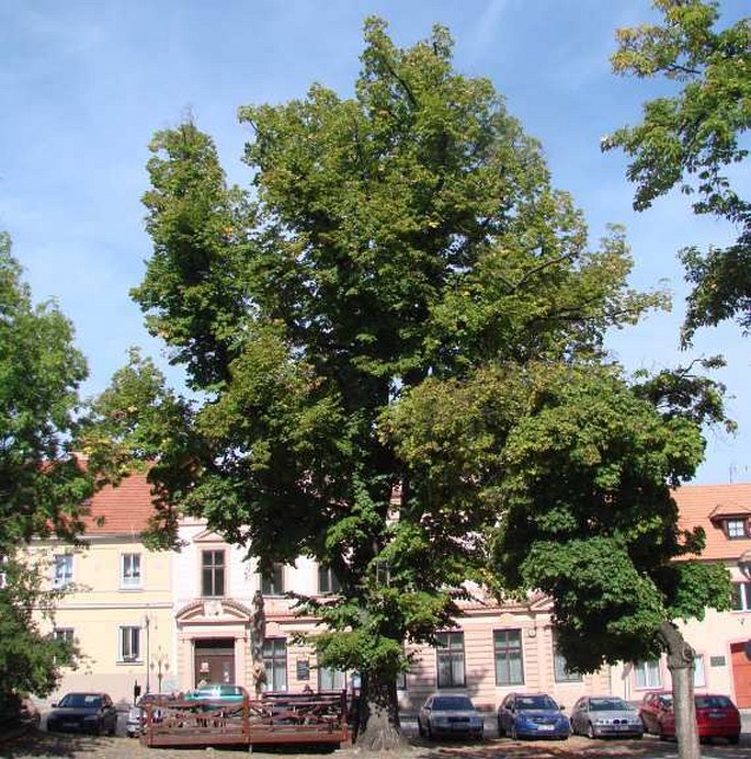 Tilia platyphyllos var. vitifolia