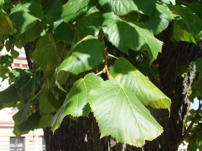 Tilia platyphyllos var. vitifolia