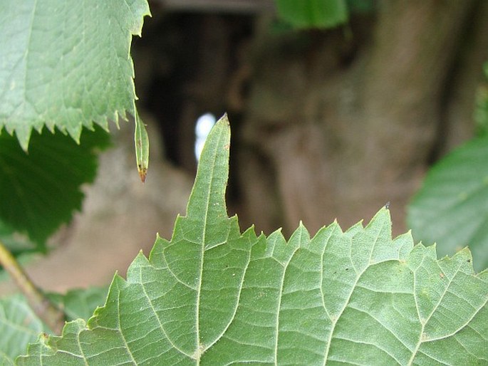 Tilia platyphyllos var. vitifolia