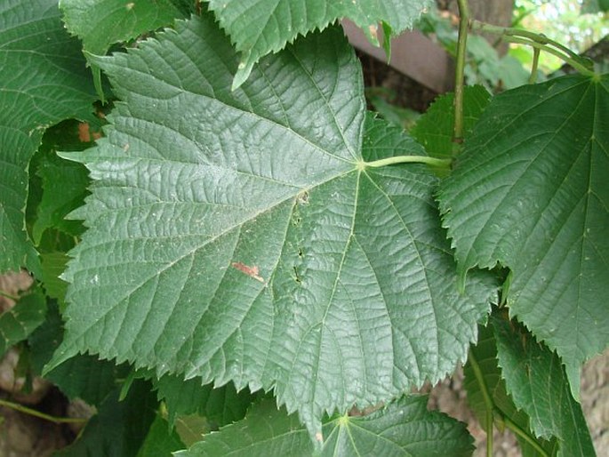 Tilia platyphyllos var. vitifolia