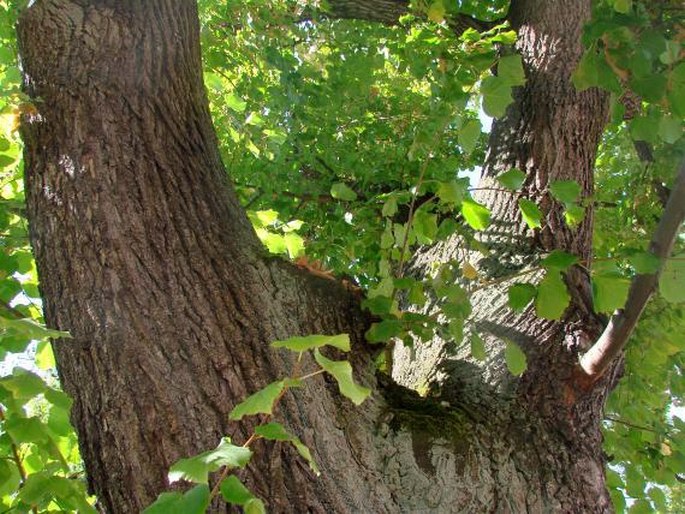 Tilia platyphyllos var. vitifolia