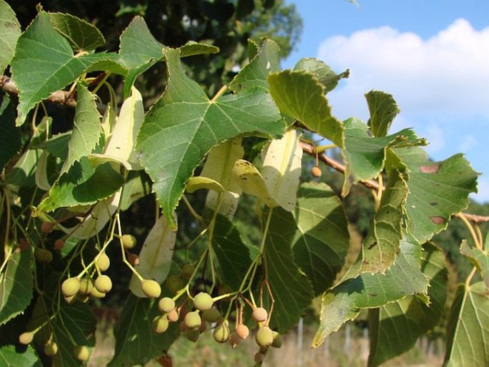 Tilia japonica