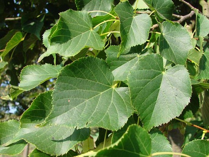 TILIA JAPONICA (Miq.) Simonk. – lípa japonská