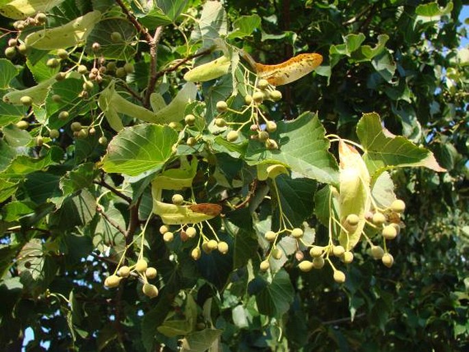 Tilia japonica