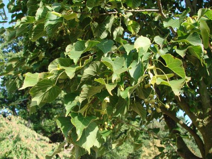 Tilia japonica