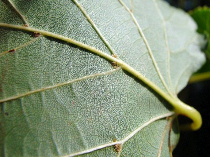 Tilia japonica