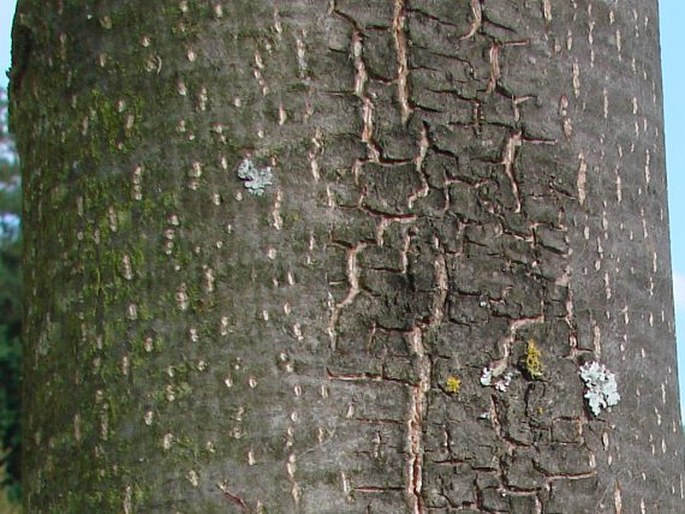 Tilia japonica