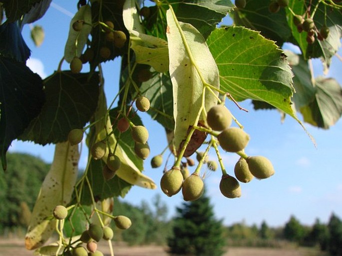 Tilia japonica