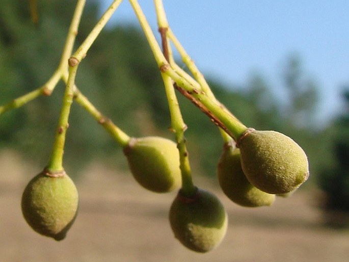 Tilia japonica