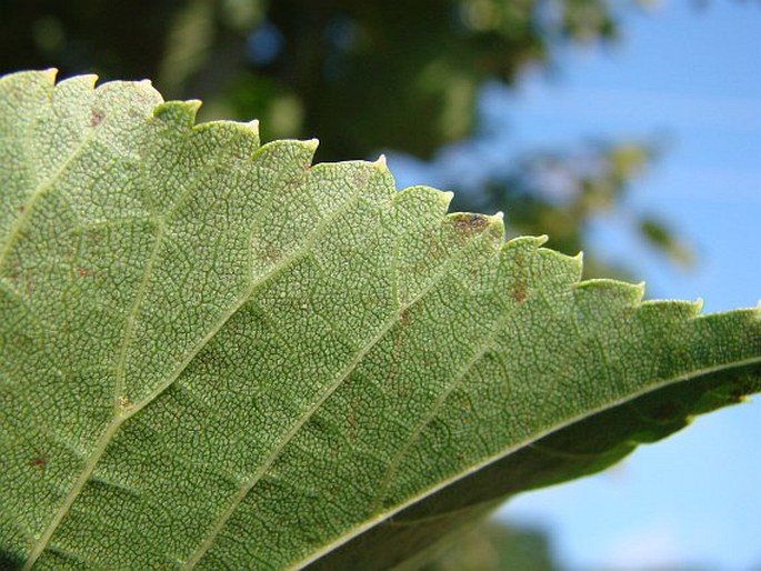 Tilia japonica