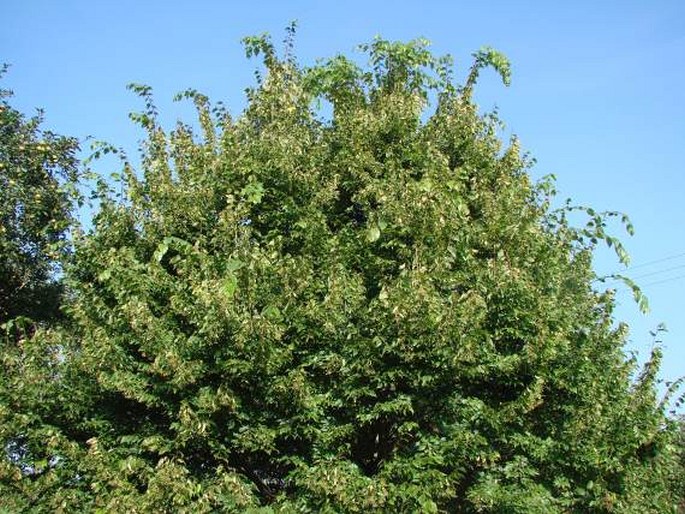 Tilia kiusiana