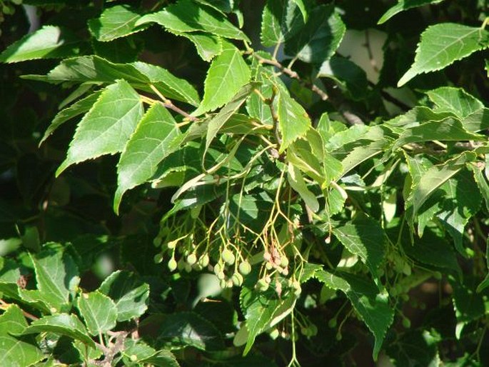 Tilia kiusiana