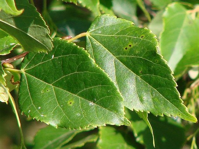 Tilia kiusiana