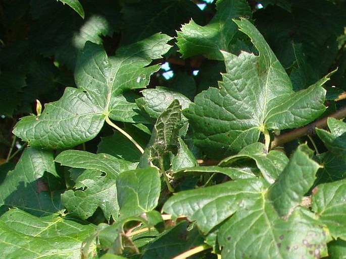 Tilia platyphyllos ‘Laciniata’