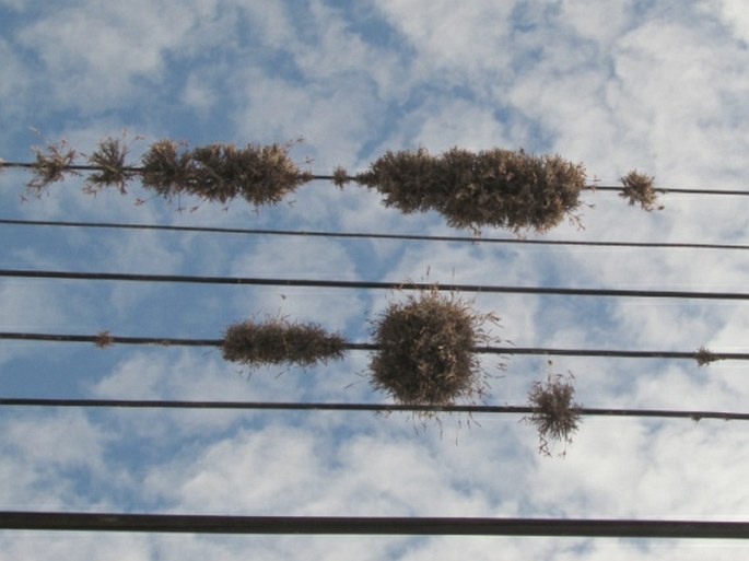 Tillandsia recurvata