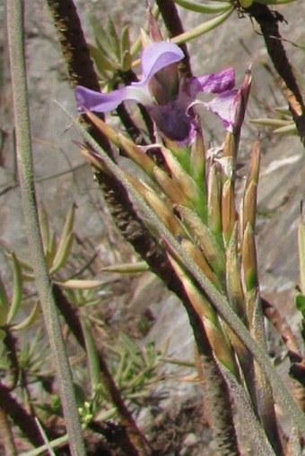 Tillandsia paleacea