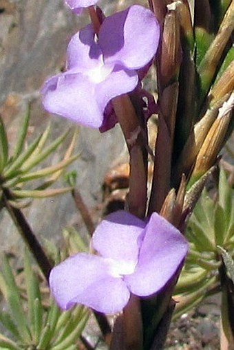 Tillandsia paleacea