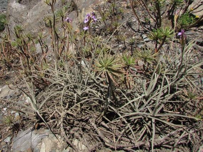 Tillandsia paleacea