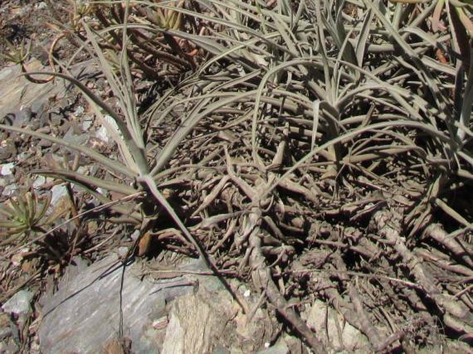 Tillandsia paleacea