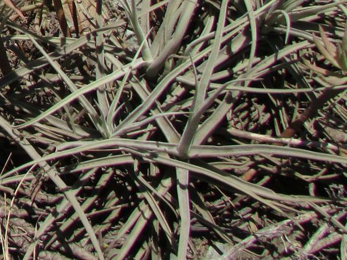 Tillandsia paleacea