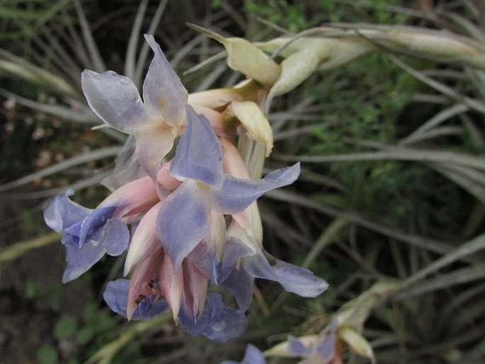 Tillandsia bergeri