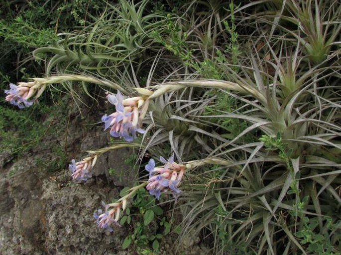 Tillandsia bergeri